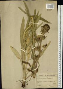 Campanula cervicaria L., Eastern Europe, Moscow region (E4a) (Russia)