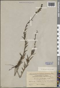 Linaria genistifolia (L.) Mill., Eastern Europe, Eastern region (E10) (Russia)