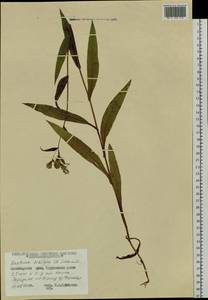 Lactuca sibirica (L.) Maxim., Siberia, Central Siberia (S3) (Russia)