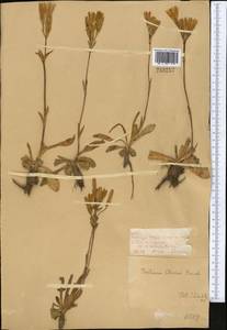Gentiana olivieri Griseb., Middle Asia, Dzungarian Alatau & Tarbagatai (M5) (Kazakhstan)