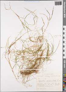 Agrostis stolonifera L., Siberia, Western Siberia (S1) (Russia)