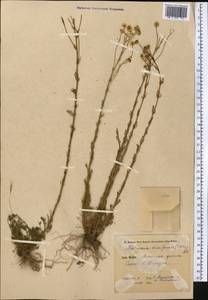 Tripleurospermum disciforme (C. A. Mey.) Sch. Bip., Middle Asia, Pamir & Pamiro-Alai (M2) (Kyrgyzstan)