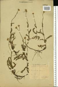 Tanacetum millefolium (L.) Tzvelev, Eastern Europe, Eastern region (E10) (Russia)