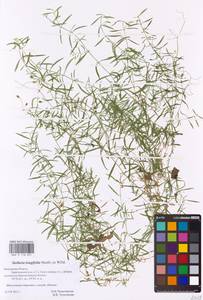 Stellaria longifolia (Regel) Muhl. ex Willd., Eastern Europe, Central region (E4) (Russia)