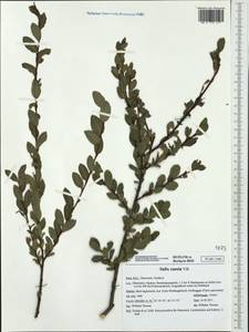 Salix caesia, Western Europe (EUR) (Austria)