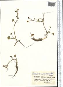 Halerpestes sarmentosus (Adams) Kom., Middle Asia, Northern & Central Tian Shan (M4) (Kyrgyzstan)