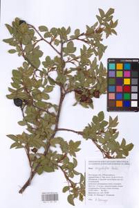 Rosa corymbifera Borkh., Eastern Europe, Rostov Oblast (E12a) (Russia)