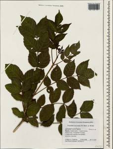 Fraxinus angustifolia subsp. oxycarpa (M.Bieb. ex Willd.) Franco & Rocha Afonso, Crimea (KRYM) (Russia)