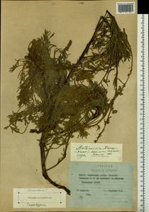 Artemisia karavajevii Leonova, Siberia, Yakutia (S5) (Russia)