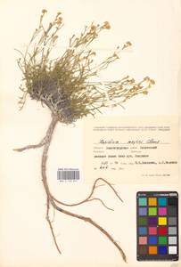 Lepidium lyratum L., Eastern Europe, Lower Volga region (E9) (Russia)