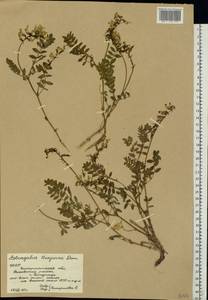 Astragalus australis (L.) Lam., Eastern Europe, West Ukrainian region (E13) (Ukraine)