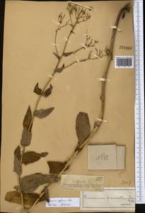 Hieracium raddeanum subsp. regelianum (Zahn) Greuter, Middle Asia, Dzungarian Alatau & Tarbagatai (M5) (Kazakhstan)