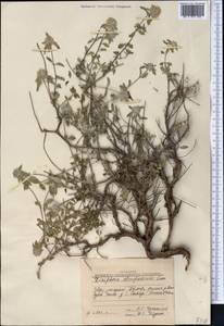 Ziziphora clinopodioides Lam., Middle Asia, Pamir & Pamiro-Alai (M2) (Tajikistan)