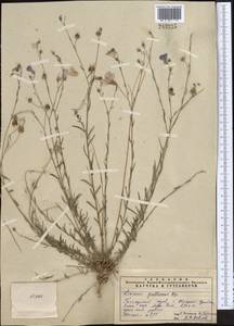Linum pallescens Bunge, Middle Asia, Pamir & Pamiro-Alai (M2) (Uzbekistan)