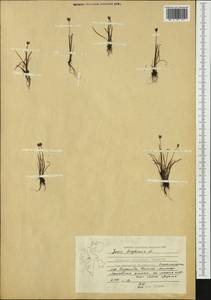 Juncus triglumis L., Western Europe (EUR) (Svalbard and Jan Mayen)