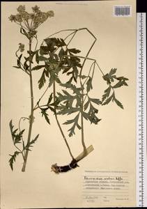 Pleurospermum uralense Hoffm., Siberia, Western Siberia (S1) (Russia)