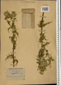 Echinops sphaerocephalus L., Caucasus, Azerbaijan (K6) (Azerbaijan)