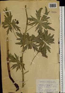 Delphinium dictyocarpum DC., Siberia, Western (Kazakhstan) Altai Mountains (S2a) (Kazakhstan)