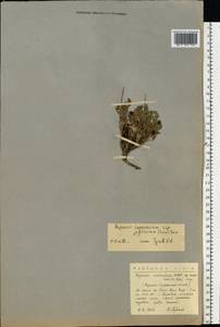 Oreomecon lapponica subsp. lapponica, Eastern Europe, Northern region (E1) (Russia)