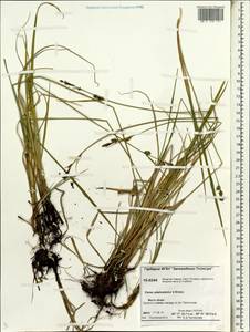 Carex adelostoma V.I.Krecz., Siberia, Central Siberia (S3) (Russia)