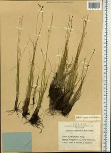 Carex myosuroides Vill., Siberia, Altai & Sayany Mountains (S2) (Russia)