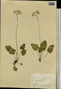 Primula cortusoides L., Siberia, Altai & Sayany Mountains (S2) (Russia)