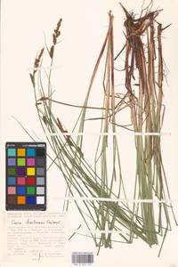 Carex hartmanii Cajander, Eastern Europe, Lower Volga region (E9) (Russia)