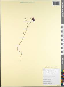 Delphinium consolida subsp. paniculatum (Host) N. Busch, Caucasus, Krasnodar Krai & Adygea (K1a) (Russia)