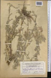 Artemisia schrenkiana Ledeb., Middle Asia, Western Tian Shan & Karatau (M3) (Kazakhstan)