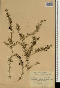 Lycium ruthenicum Murray, South Asia, South Asia (Asia outside ex-Soviet states and Mongolia) (ASIA) (China)