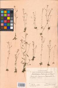 Arabidopsis thaliana (L.) Heynh., Eastern Europe, Moscow region (E4a) (Russia)