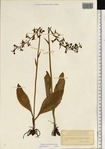 Platanthera chlorantha (Custer) Rchb., Eastern Europe, Volga-Kama region (E7) (Russia)