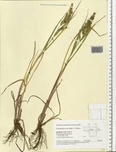 Echinochloa crus-galli (L.) P.Beauv., Eastern Europe, Central region (E4) (Russia)