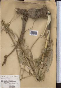 Ferula gigantea B. Fedtsch., Middle Asia, Pamir & Pamiro-Alai (M2) (Tajikistan)