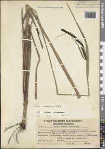 Carex acutiformis Ehrh., Caucasus, North Ossetia, Ingushetia & Chechnya (K1c) (Russia)