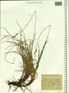 Carex rigidioides (Gorodkov) V.I.Krecz., Siberia, Russian Far East (S6) (Russia)