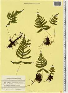 Phegopteris connectilis (Michx.) Watt, Caucasus, Stavropol Krai, Karachay-Cherkessia & Kabardino-Balkaria (K1b) (Russia)