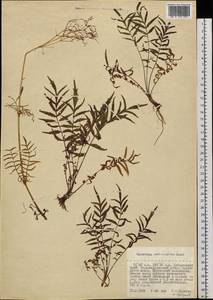 Valeriana officinalis L., Siberia, Russian Far East (S6) (Russia)