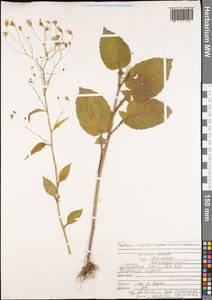 Lapsana communis subsp. intermedia (M. Bieb.) Hayek, Caucasus, North Ossetia, Ingushetia & Chechnya (K1c) (Russia)