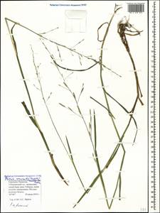 Glyceria nemoralis (R.Uechtr.) R.Uechtr. & Koern., Caucasus, Stavropol Krai, Karachay-Cherkessia & Kabardino-Balkaria (K1b) (Russia)