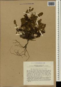 Cruciata taurica (Pall. ex Willd.) Ehrend., Crimea (KRYM) (Russia)