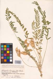 Astragalus buchtormensis Pall., Eastern Europe, Lower Volga region (E9) (Russia)