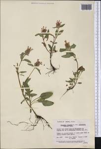 Prunella vulgaris L., America (AMER) (United States)