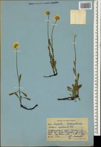 Anthemis cretica subsp. saportana (Albov) Chandjian, Caucasus, Stavropol Krai, Karachay-Cherkessia & Kabardino-Balkaria (K1b) (Russia)