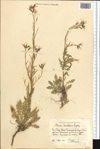 Pseudoclausia turkestanica (Lipsky) A.N. Vassiljeva, Middle Asia, Western Tian Shan & Karatau (M3) (Uzbekistan)