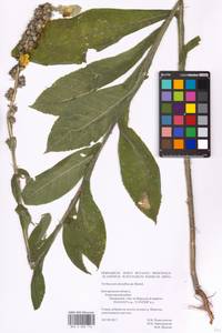 MHA 0 008 716, Verbascum densiflorum Bertol., Eastern Europe, Central forest-and-steppe region (E6) (Russia)