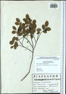 Vaccinium myrtillus L., Eastern Europe, Central region (E4) (Russia)