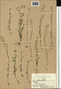 Cardamine parviflora L., Eastern Europe, Central region (E4) (Russia)