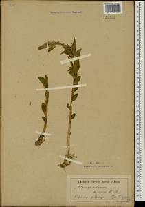 Macropodium nivale (Pall.) W.T.Aiton, Mongolia (MONG) (Mongolia)