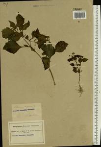 Solanum nigrum L., Eastern Europe, South Ukrainian region (E12) (Ukraine)